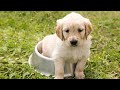 TomoNews Daily Petland Puppies Making People Sick Guard Wounded Before Shooting 10 10 2017