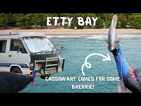 Camping with a CASSOWARY!! - Etty Bay | QLD - VANLIFE