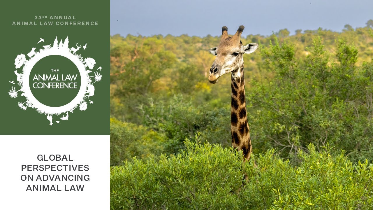 Global Perspectives on Advancing Animal Law