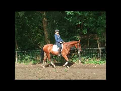 GITTA 4j. Hann. St. v. Gibraleon -for sale-