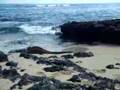 Marine Iguana And Baby Sea Lion