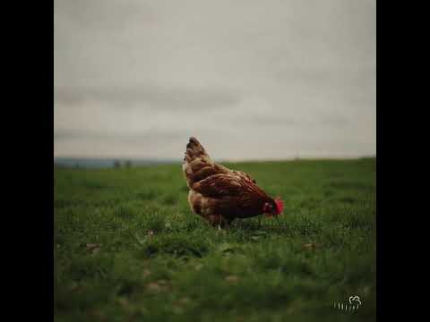 Sora.com | Sample | Contemplative Chicken Moment