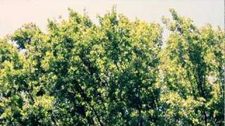 M A U S I - sol. (Polarsets REMIX)