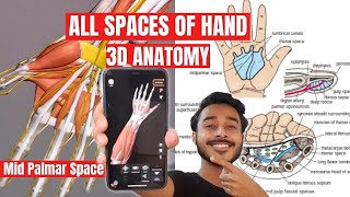 midpalmar space anatomy | spaces of hand anatomy | Thenar space anatomy | pulp space of finger