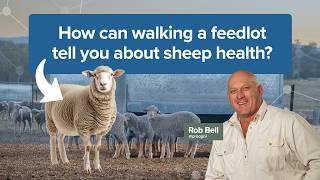 How can walking a feedlot tell you if sheep are healthy and performing?
