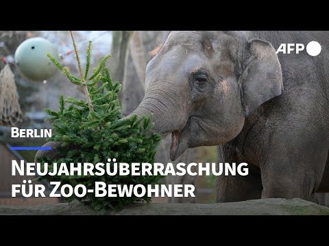 Berliner Zootiere lassen sich Weihnachtsbäume schmecken | AFP