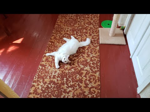Super lovely Turkish Angora cat🤗❤️🐈 - cute cat video
