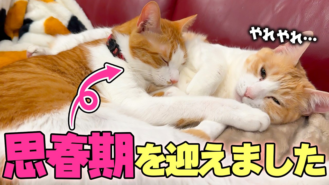 少しずつ大人になってきた猫が”思春期”を迎えました。