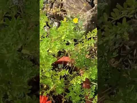 あなたの庭に彩りを添える最も美しい多年草の黄色い花  庭園