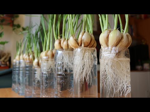 , title : 'Trồng tỏi - phương pháp mới mà người làm vườn lỡ quên | Planting garlic - new method of gardeners'