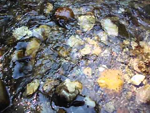 a small brooklet with bird sound