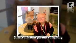 Swans with lyrics by Prefab Sprout