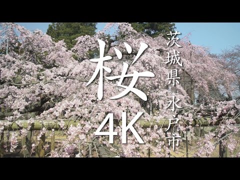 【絶景茨城】桜［4K］茨城県水戸市｜VISIT IBARAKI, JAPAN