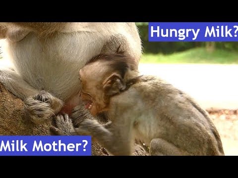 Julina Baby Growth| Sound Very Sad Baby Julina Crying & Angry Mother No Feeding| Mother Weaning Baby Video