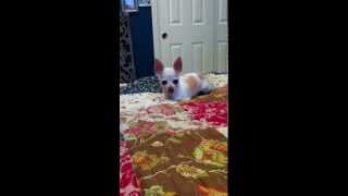 UNO THE DOG SINGS &quot;WE&#39;VE GOT TONIGHT&quot; BY AMERICAN IDOL PHILLIP PHILLIPS
