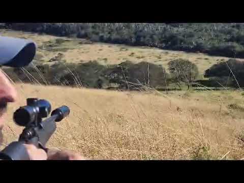 Warthog Hunting Kill Shot - Eastern Cape, South Africa