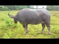 To Meeting Buffalo Big My Village Buffalo Power The Smart Team Matting Summer On The Fields