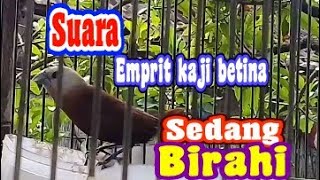 Download lagu suara emprit kaji betina sawah sedang birahi. mp3 Download lagu suara emprit kaji betina sawah sedang birahi. mp3