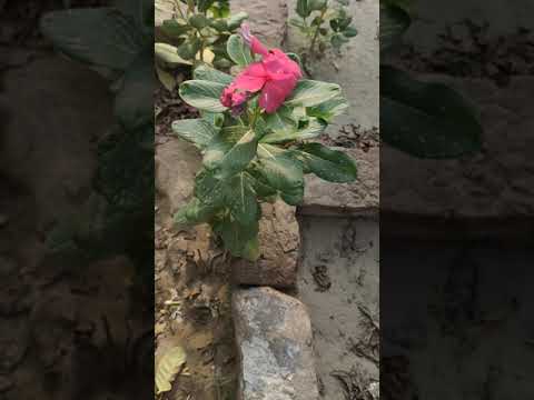 # shorts # YouTube shorts # flowers # every season bloom