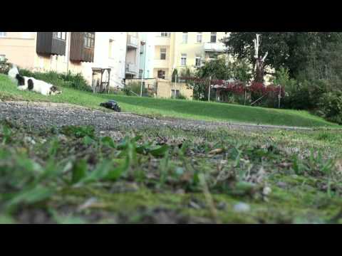 Traxxas Slash Bash - Racingteam-Zeitz