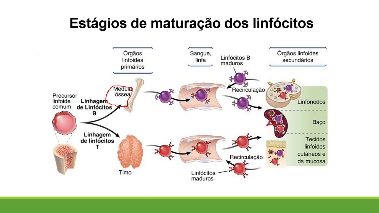 Aula Tolerância imunológica e Autoimunidade