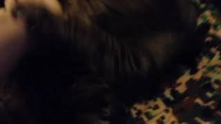 Cat Video.MP4