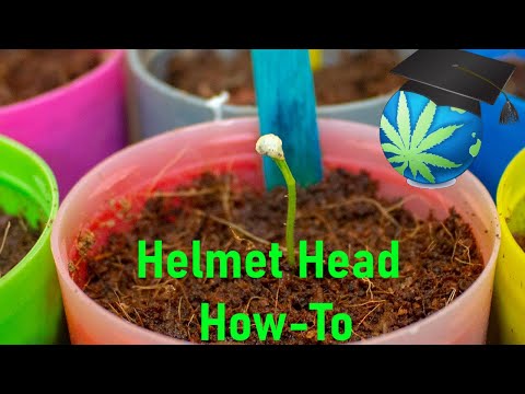 Helmet Head - Seedling Stuck In Shell - How To Fix (And IF To)