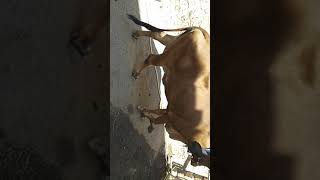 preview picture of video 'Sale cow 2 time delivery dene vali he Price 50000  City "",, gir somnath veraval Frist time milk 1 t'