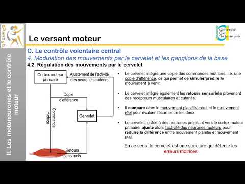 IV. Le versant moteur: Le contrôle volontaire central (2)