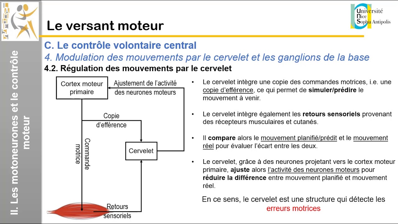 IV. Le versant moteur: Le contrôle volontaire central (2)