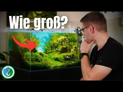 Welche Aquarium-Größe passt für DICH? [mit Entscheidungshilfe]