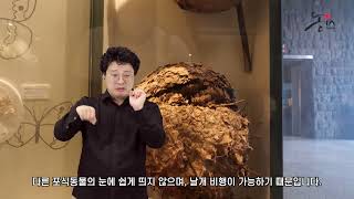 제주민속자연사박물관-제주의 곤충