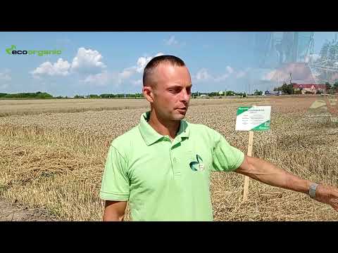 Harvesting of winter wheat at the demo landfill of EKOORGANIK LLC in Rivne region