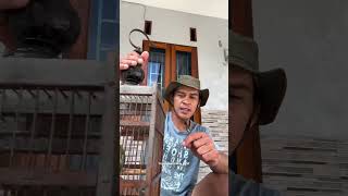 Download lagu Tutorial on taming wild cipow/sirtu birds #birds #birdmania #cipowbirds #sirtubirds #shorts mp3