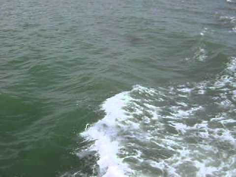 dolphin cruise 1 captiva island fl 2014