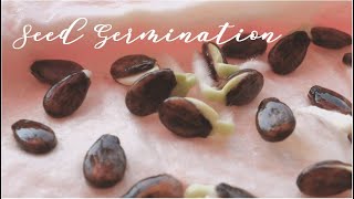 Paper Towel Seed Germination | Watermelon and Tomato Seeds