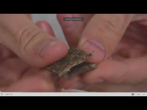 PREVAIL Jerky (4) Packages of Flavored Beef Jerky on...