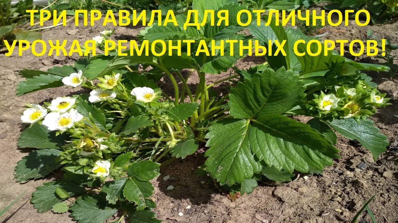 Ремонтантная клубника. Выращивание, уход за ремонтантной клубникой в ...