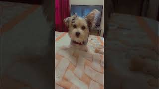 Morkie Puppies Videos