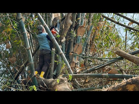 Full of sharp thorns !! Tree felling in a bamboo grove, Stihl ms881.