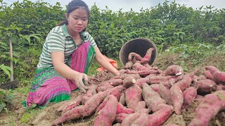 Harvest sweet potatoes to sell at the market and plant flowers in homemade cement pots