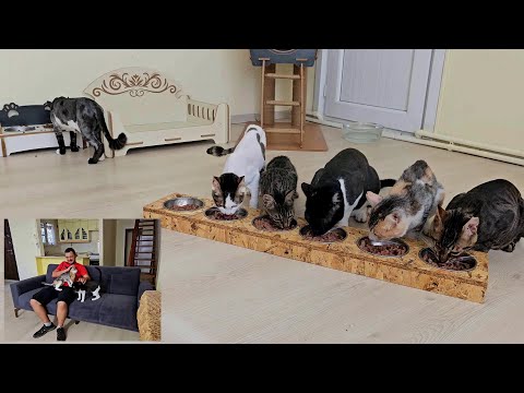 The man who rescued 6 cats that were thought to not survive and lived with them.