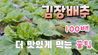 김장배추로 100배 더 맛있게 먹는법  이건 진짜 꿀팁 텃밭 농사 배추도 가능하다