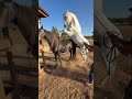Horses Fucking