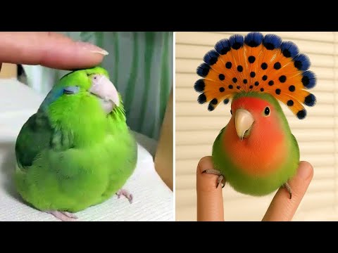 Smart And Funny Parrots Parrot Talking Videos Compilation (2025) - Cute Birds #38