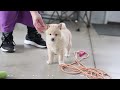 Shiba Inu dogs for sale: Jodie - Video 1