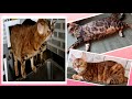 Two Lovely Cat Pink Picalo