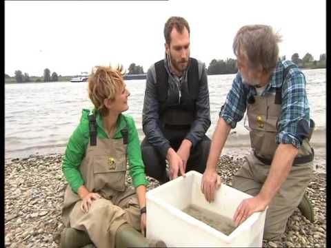 Arte Xenius Der Rhein