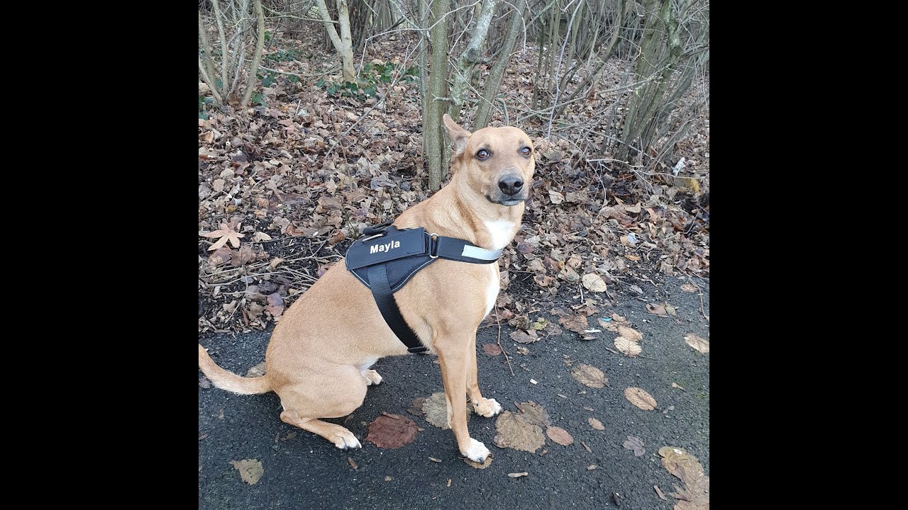 Harnais personnalisable pour chien