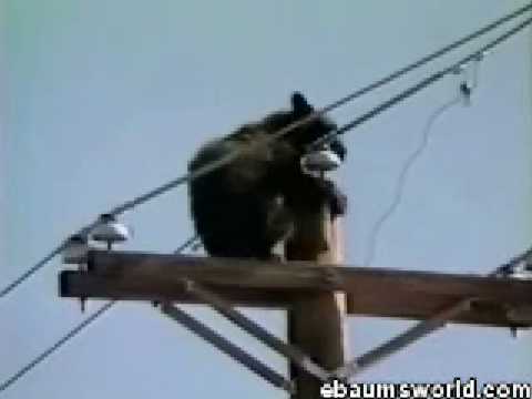 黑熊 意外觸電